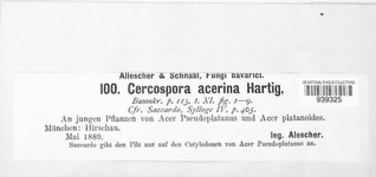 Mycocentrospora acerina image